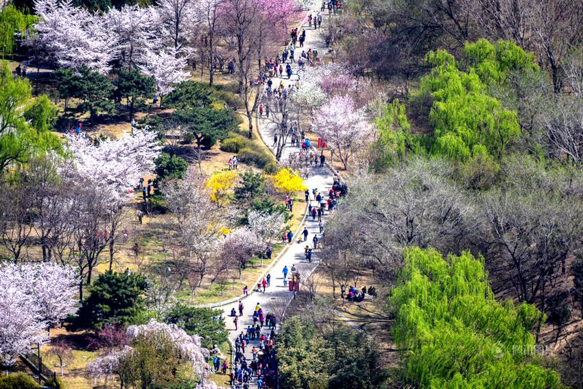 베이징 위위안탄, 벚꽃의 향연 펼쳐져!
