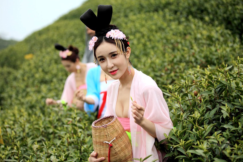 장쑤 차밭 ‘당나라 여인’, 전통 차문화 재현