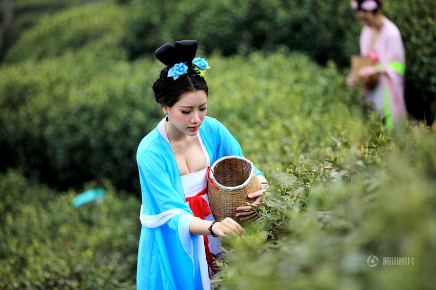 장쑤 차밭 ‘당나라 여인’, 전통 차문화 재현