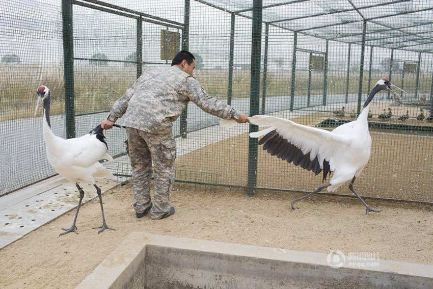 매년 600만마리 이상의 철새가 지나는 황허 삼각주 습지