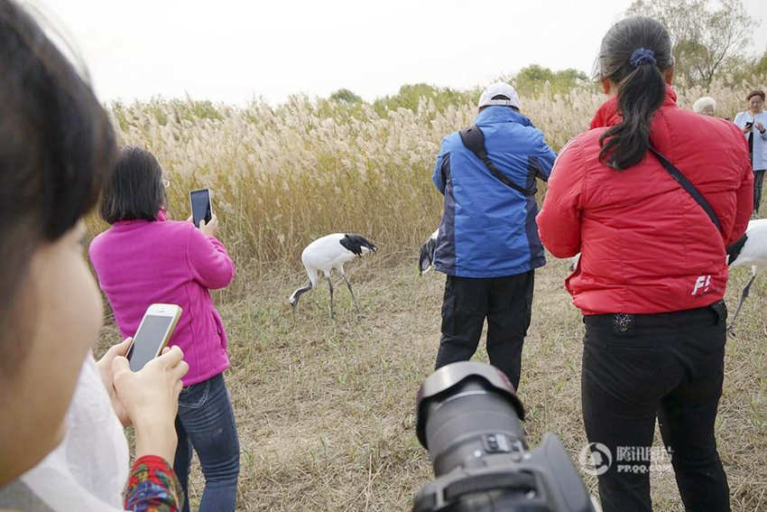 매년 600만마리 이상의 철새가 지나는 황허 삼각주 습지