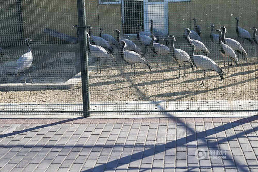 매년 600만마리 이상의 철새가 지나는 황허 삼각주 습지