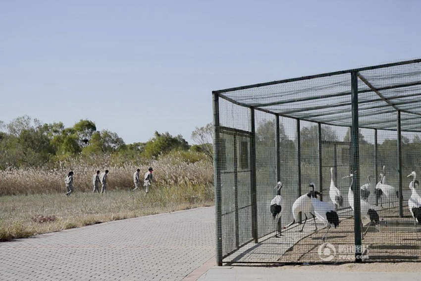매년 600만마리 이상의 철새가 지나는 황허 삼각주 습지