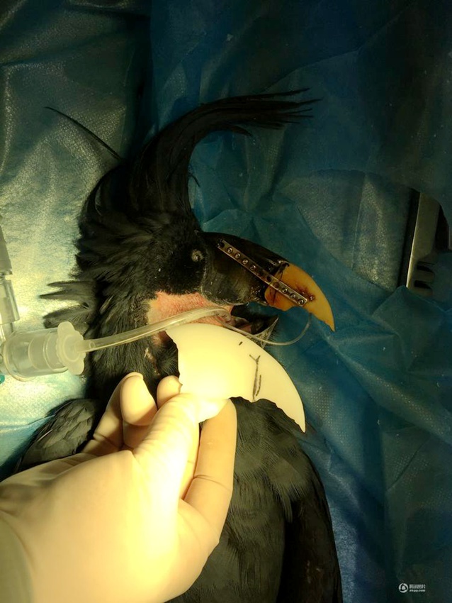 싸움으로 상처 입은 앵무새, 3D기술로 新‘부리’ 되찾아