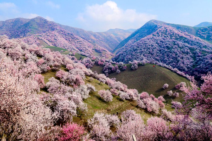 신장 중세기부터 내려온 야생 살구나무숲, 살구꽃 활짝 펴