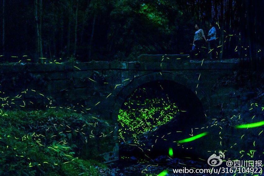 쓰촨 메이산 반딧불 야경, 반짝반짝 '별빛'