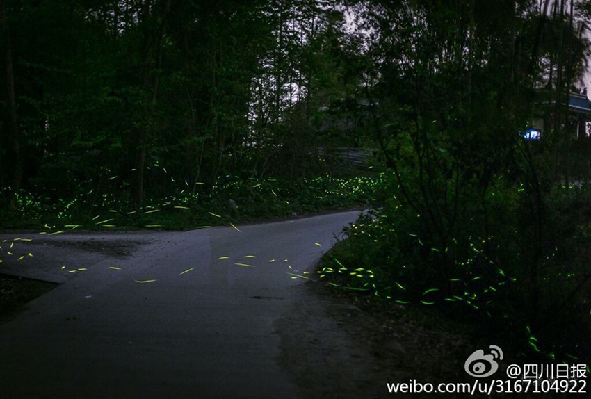 쓰촨 메이산 반딧불 야경, 반짝반짝 '별빛'