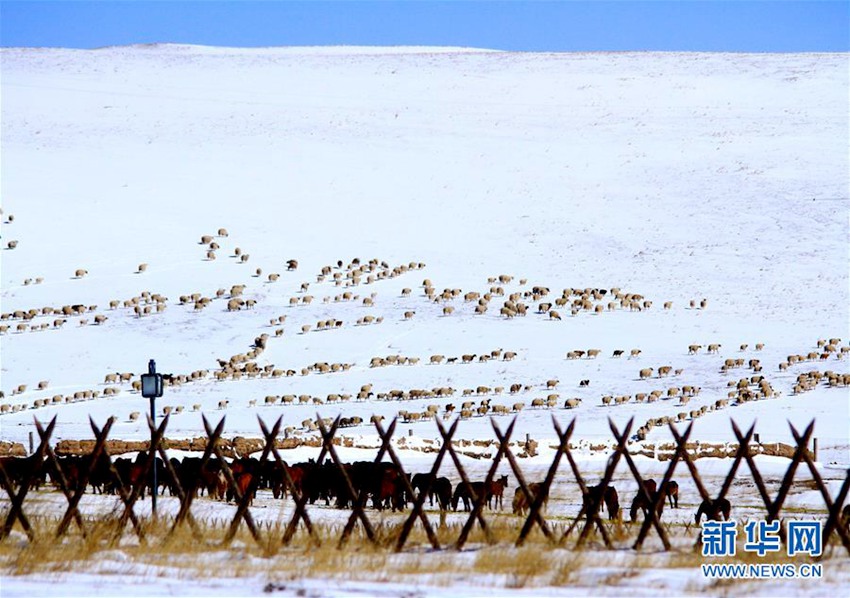 간쑤성 장예시 초원에 내린 4월의 봄 눈