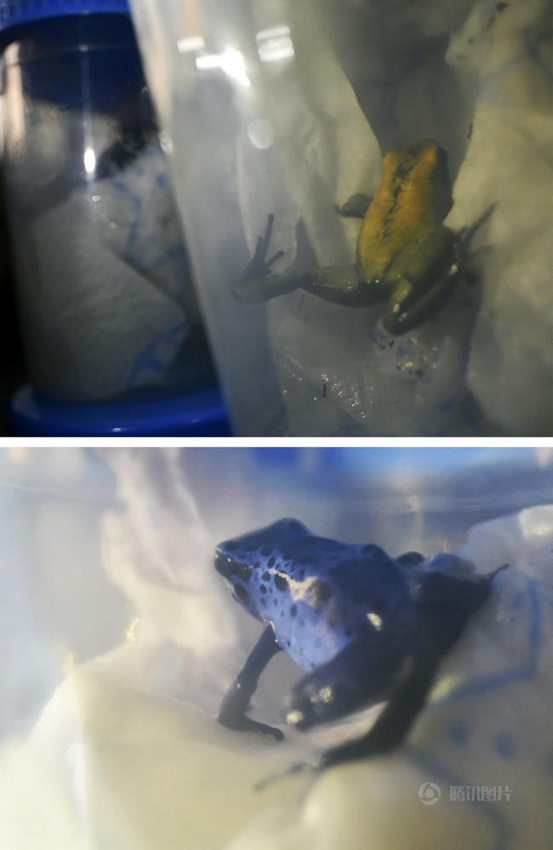 베이징 세관, 치명적인 독 품고 있는 독개구리 압수