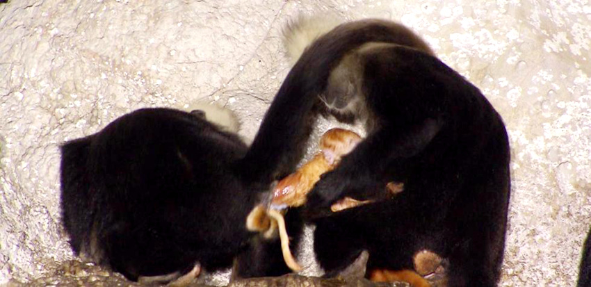 임신한 원숭이 출산 도와주는 야생 원숭이 모습 포착
