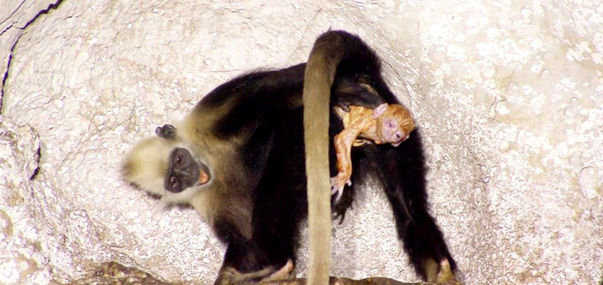 임신한 원숭이 출산 도와주는 야생 원숭이 모습 포착