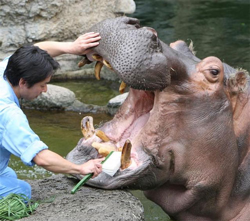 일본 동물원 하마, ‘치카치카’ 서비스 받아