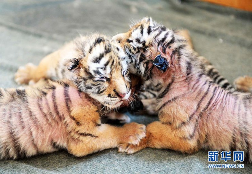 헤이룽장 동북 호랑이 공원, 올 첫 아기 호랑이 탄생
