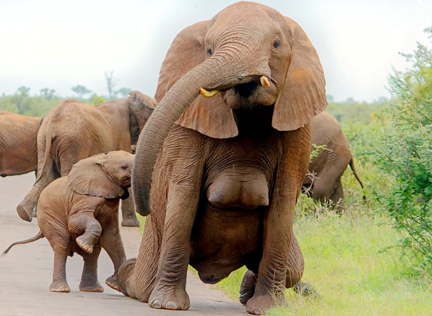 남아프리카공화국 코끼리, 불룩 튀어나온 가슴