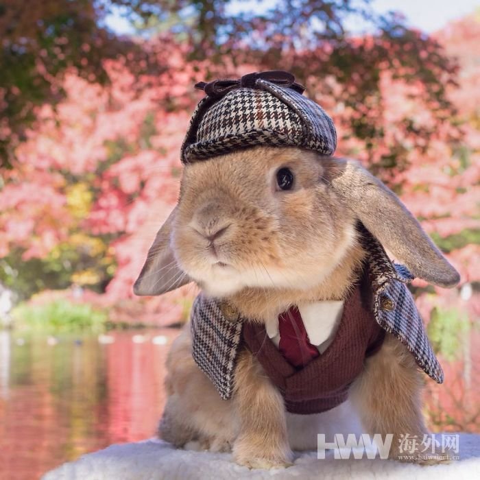 일본 제복 입은 토끼 인터넷 스타로 등극, 너무 귀여워