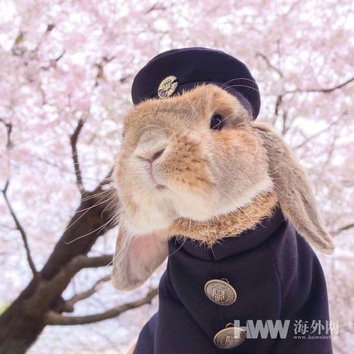 일본 제복 입은 토끼 인터넷 스타로 등극, 너무 귀여워