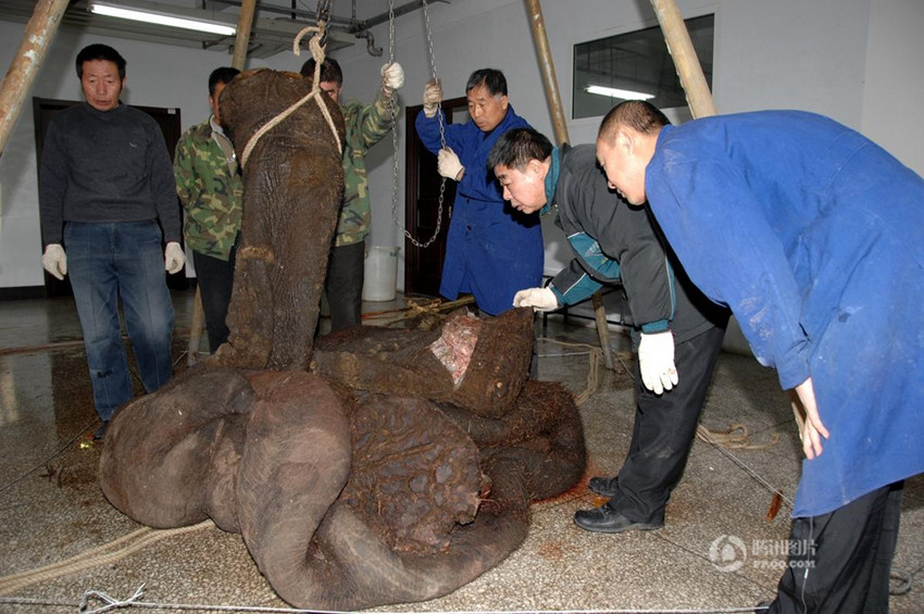 지린 자연박물관, 4년 전 죽은 코끼리 '부활'