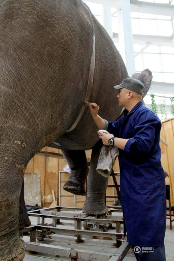 지린 자연박물관, 4년 전 죽은 코끼리 '부활'