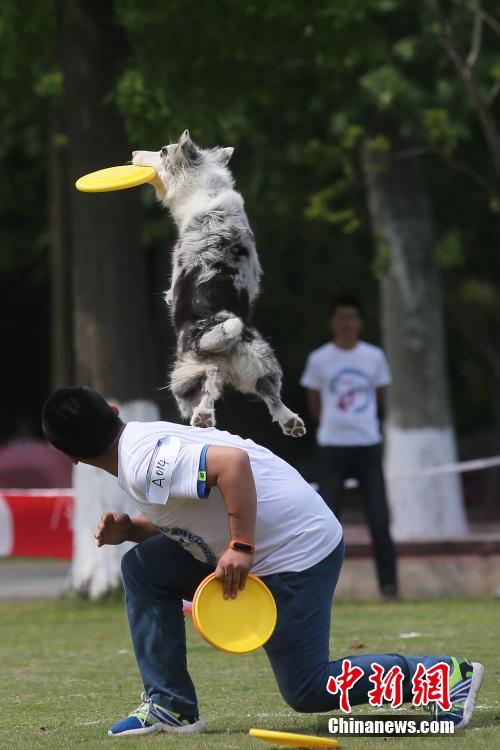 AWI 세계 플라잉디스크 대회 개최, 펄펄 나는 강아지들