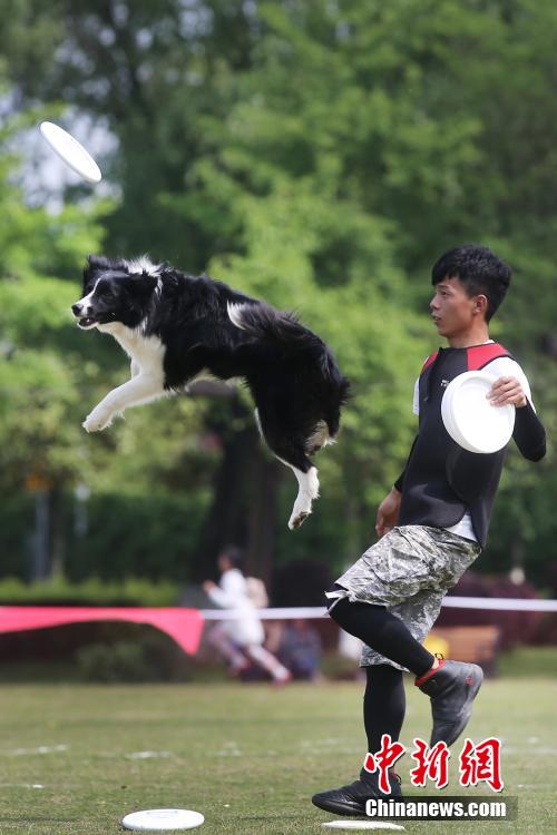 AWI 세계 플라잉디스크 대회 개최, 펄펄 나는 강아지들