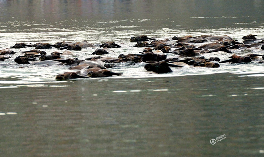 쓰촨 난충 강 건너는 100마리 물소떼, 신기한 관경