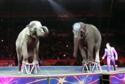 미국 최대 서커스단의 마지막 코끼리쇼, 동물학대 그만!