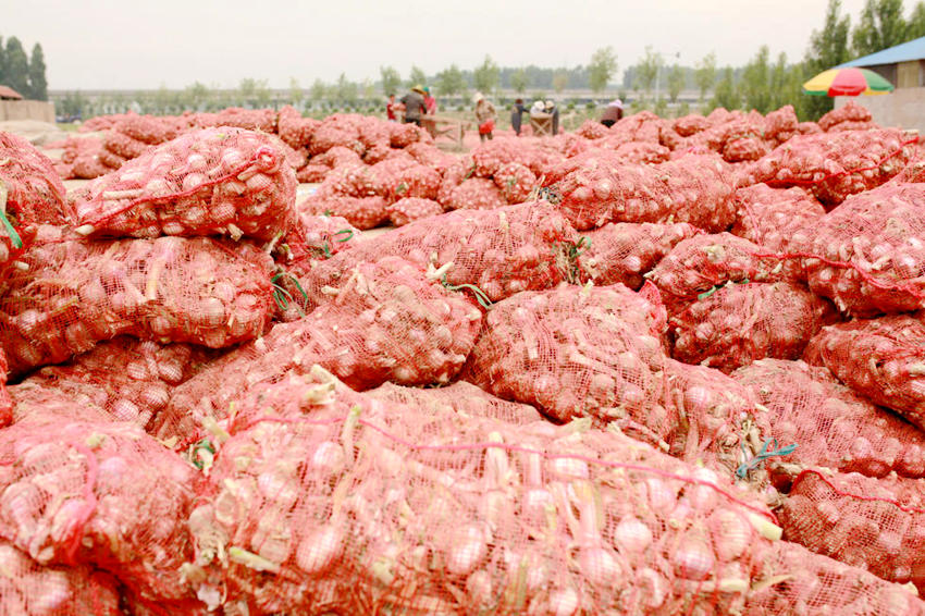 산둥 마늘 시세 2배 이상 올라…행복한 농민들