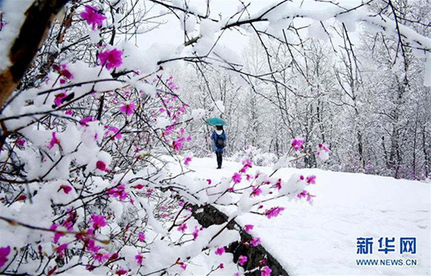 네이멍구 다싱안링 산맥 5월의 눈, 아름다운 눈꽃 조각