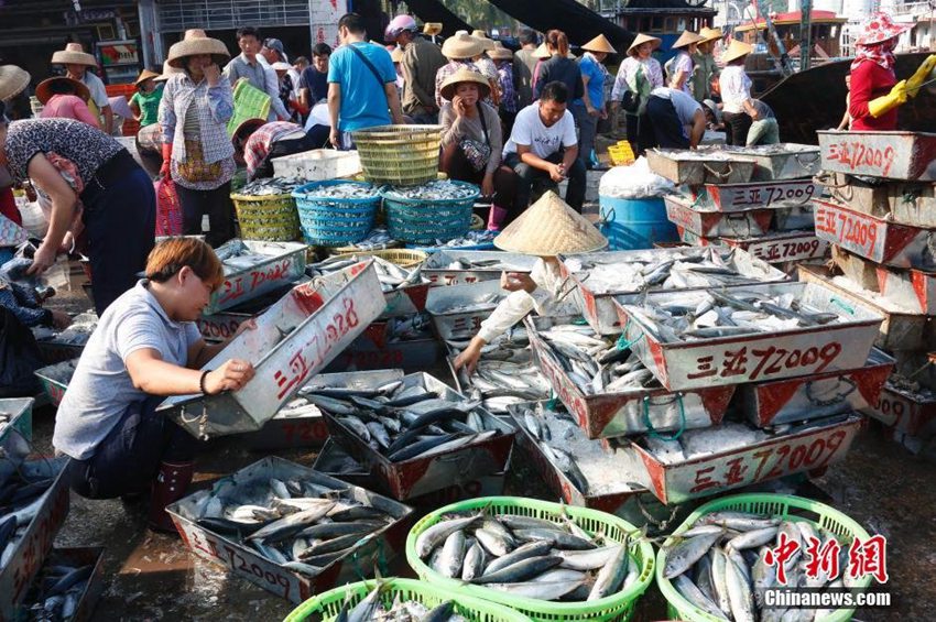 어획금지기간에 접어든 남중국해, 입항한 어선들 '장관'