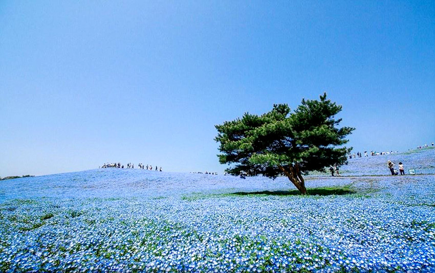 日 사진작가가 찍은 파란 꽃밭, 하늘과 이어진 푸른 물결