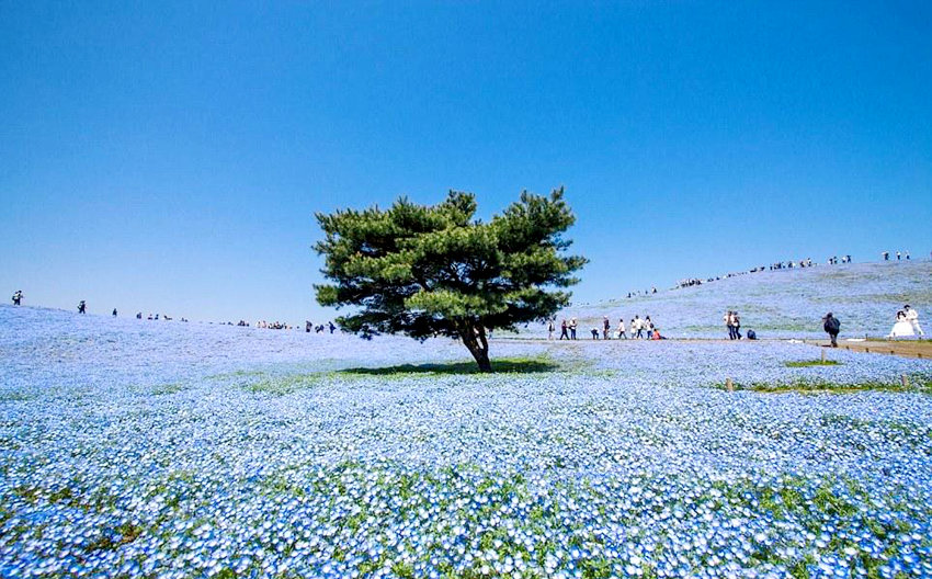 日 사진작가가 찍은 파란 꽃밭, 하늘과 이어진 푸른 물결