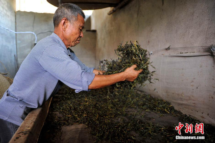 차가 유명한 중국 우링산 황촌의 차밭 이야기
