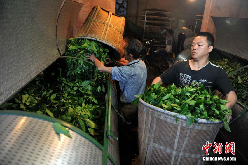 차가 유명한 중국 우링산 황촌의 차밭 이야기