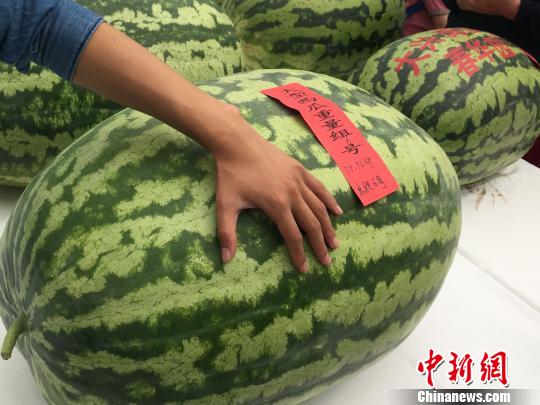 베이징 다싱 '수박의 날', 79.96kg짜리 수박 등장!
