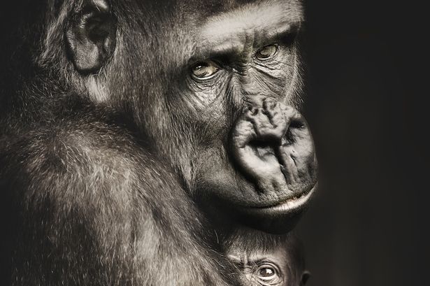 멸종위기 동물의 ‘사람 같은 표정’ 렌즈에 담은 사진가