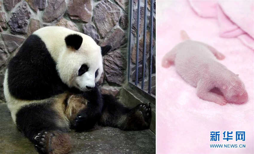 중국으로 다시 돌아온 판다 ‘메이방’, 암컷 새끼 출산해