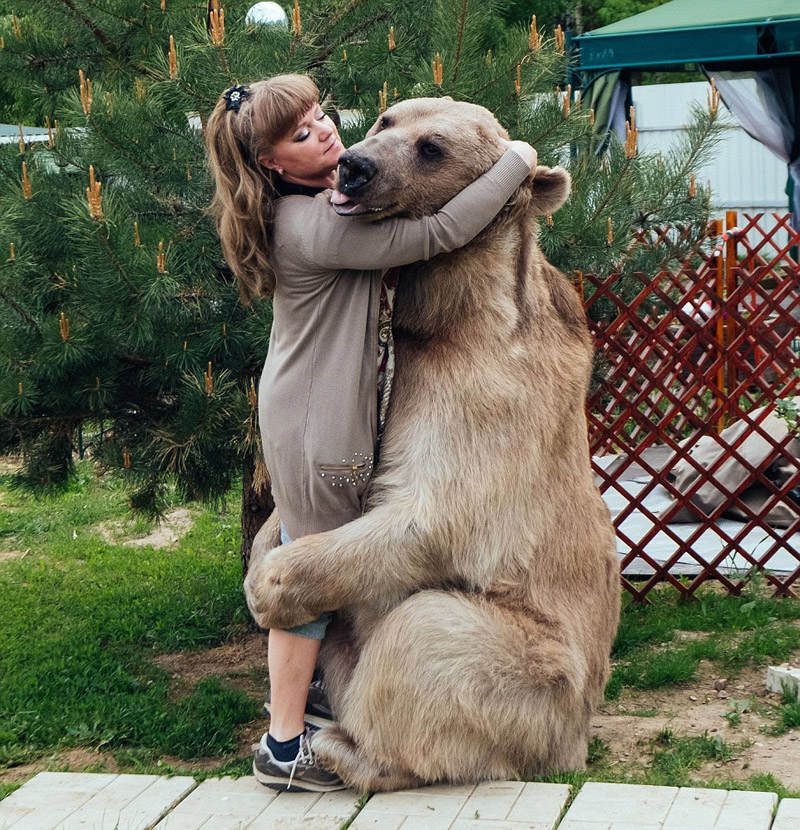‘거대 불곰’ 입양해 아들처럼 키우는 러시아 부부