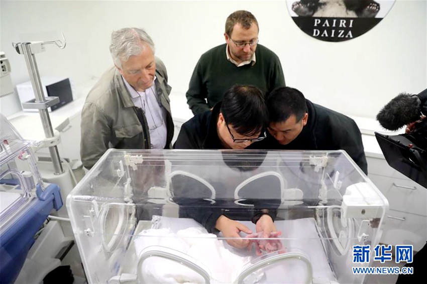 벨기에서 판다 새끼 출생…올해 해외서 처음 태어난 판다