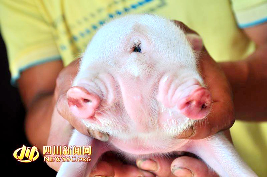 쓰촨 루저우, ‘눈 3개 달린’ 돼지 태어나