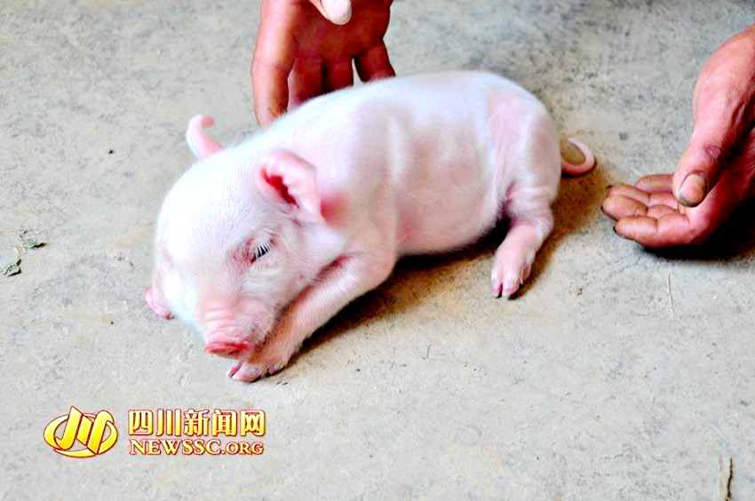 쓰촨 루저우, ‘눈 3개 달린’ 돼지 태어나