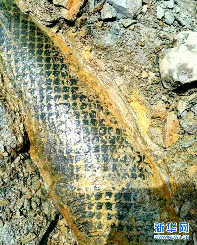 中윈난서 발견된 2.5억 년 전 식물 화석