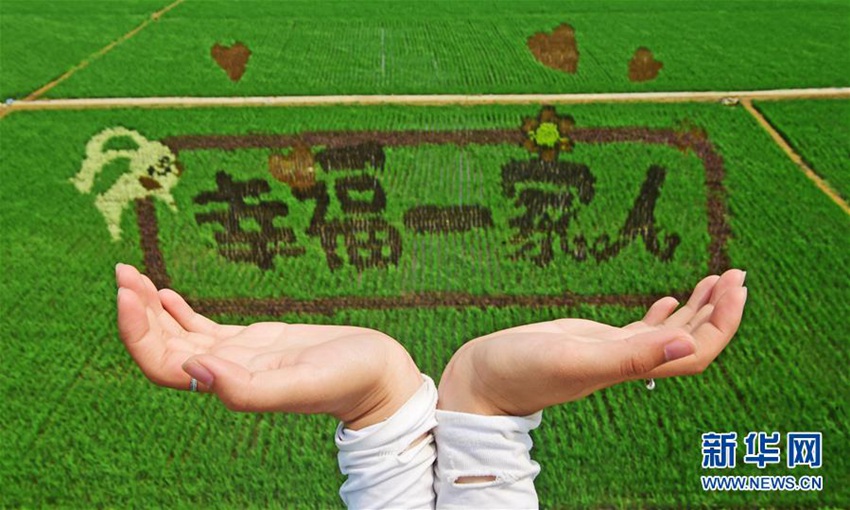 선양 논에 그려진 대형 ‘손오공’ 그림, 인기 최고!