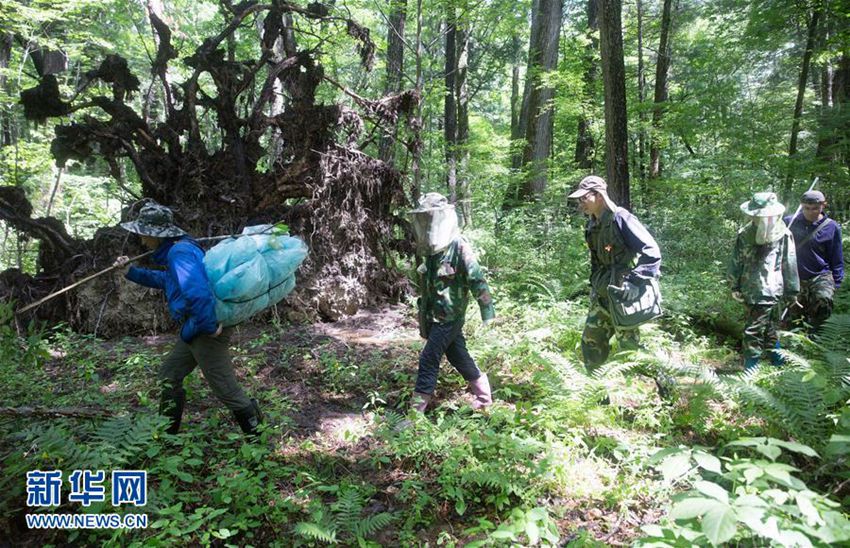 6월 26일, 한 연구원이 창바이산 원시삼림에 나있는 좁은 길을 따라 걷고 있다.
