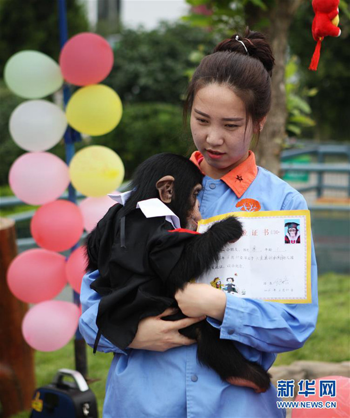 다롄 동물원 침팬지의 유치원 졸업식, 신기해!
