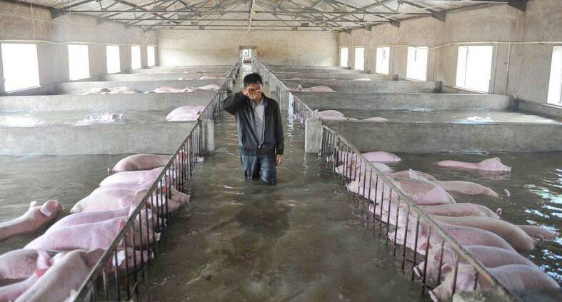 침수된 돼지 3천 마리 이동 불가, 눈물 흘리며 떠나는 주인