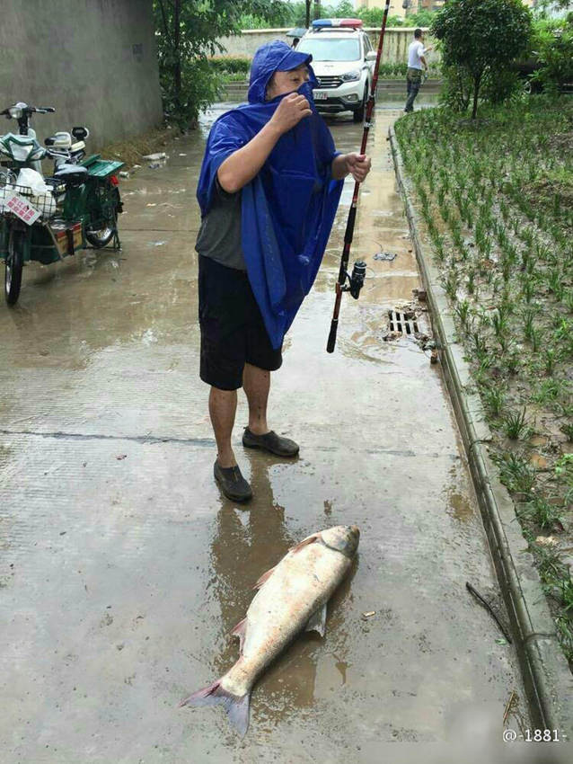 폭우 내리는 후난, 물 밖으로 나온 물고기들