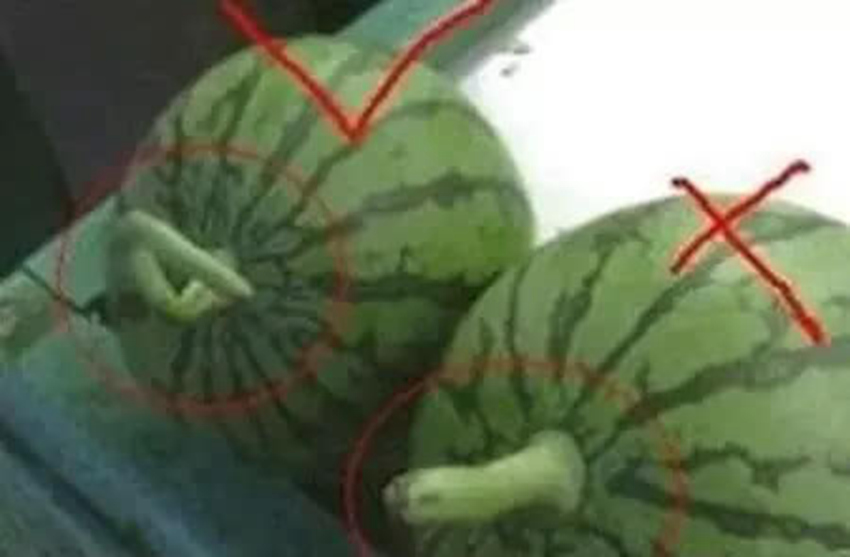 수박 고르는 꿀팁! 배꼽 작은 게 맛있다?