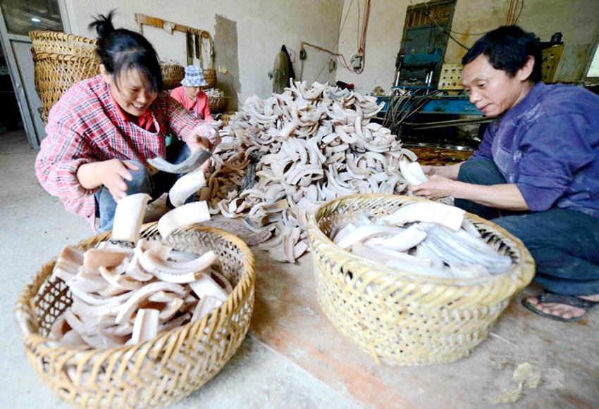 푸저우 3대 보물, ‘뿔빗’ 제작 현장 취재