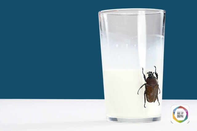 ‘바퀴벌레 우유’가 차세대 슈퍼푸드? 먹을 수 있겠어?