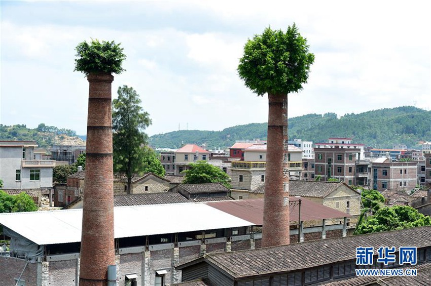 푸젠 취안저우 명물, 공장 굴뚝에 자라는 나무